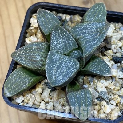 SH32639 Haworthia pygmaea v. argenteo-maculosa