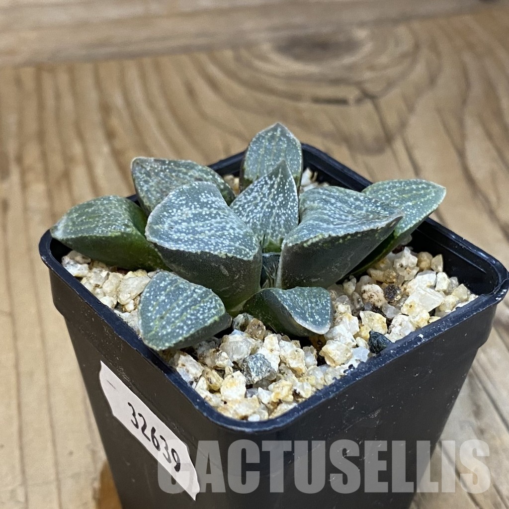 SH32639 Haworthia pygmaea v. argenteo-maculosa - Image 2