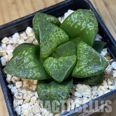 SH32640 Haworthia comptoniana 'Kamen Butokai'