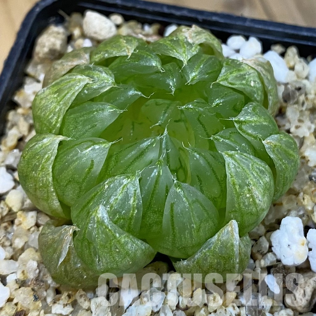 SH32642 Haworthia picta 'Sahara'