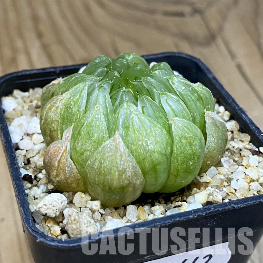 SH32642 Haworthia picta 'Sahara' - Image 2