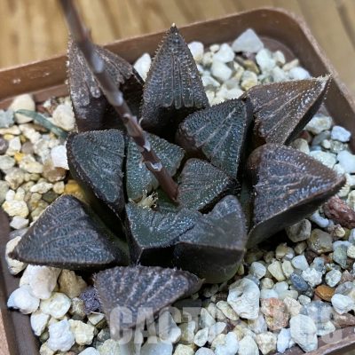 SH32643 Haworthia bayeri hybrid