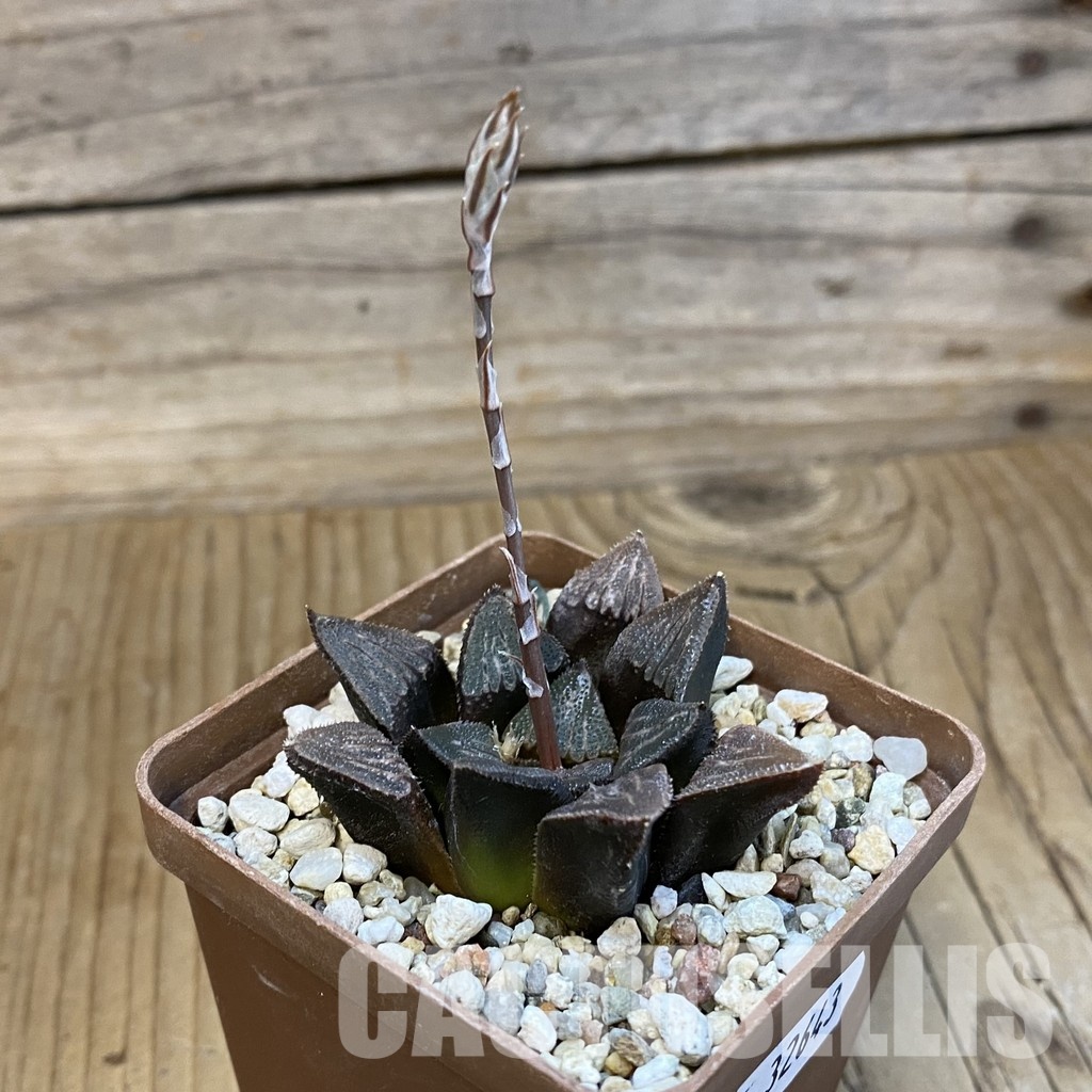 SH32643 Haworthia bayeri hybrid - Image 2