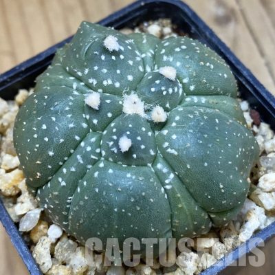 SH32596 Astrophytum asterias ‘Kikko’, 5-ribs