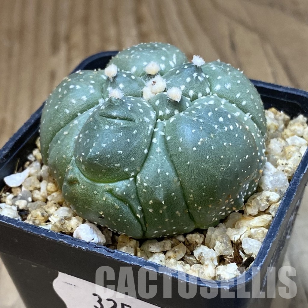 SH32596 Astrophytum asterias ‘Kikko’, 5-ribs - Image 2