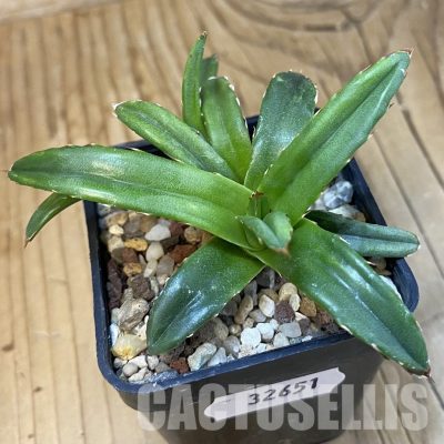 SH32651 Agave victoriae-reginae