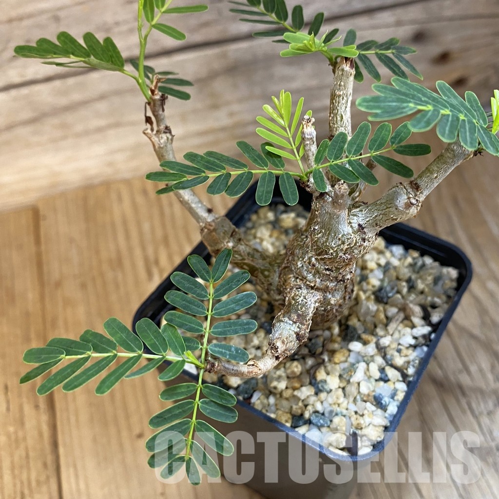 SH32652 Senna meridionalis