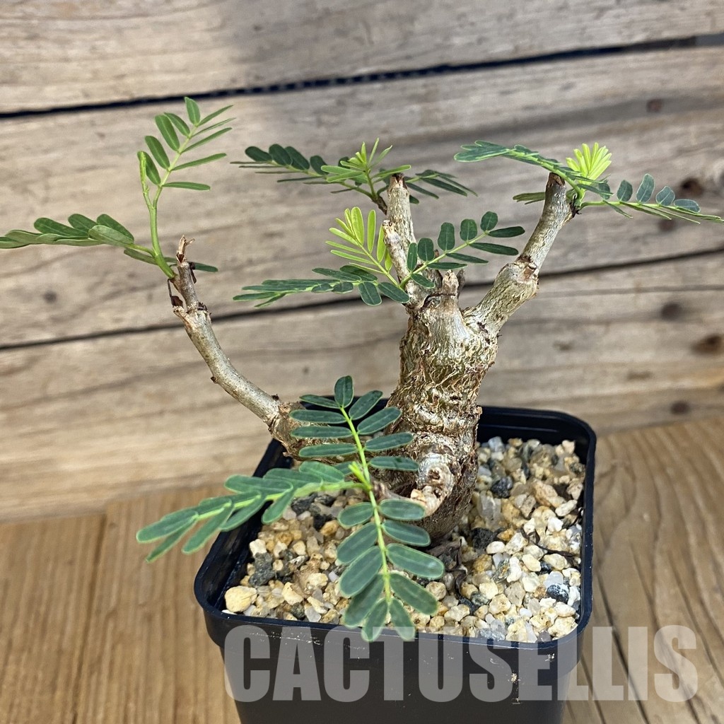 SH32652 Senna meridionalis - Image 2