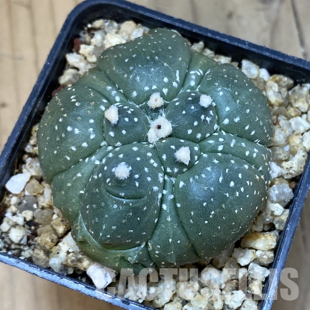 SH32596 Astrophytum asterias ‘Kikko’, 5-ribs - Image 3