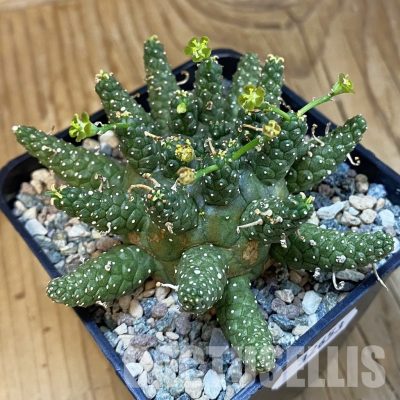 SH32653 Euphorbia gamkensis