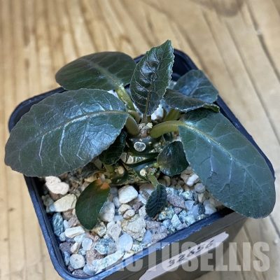 SH32656 Dorstenia foetida