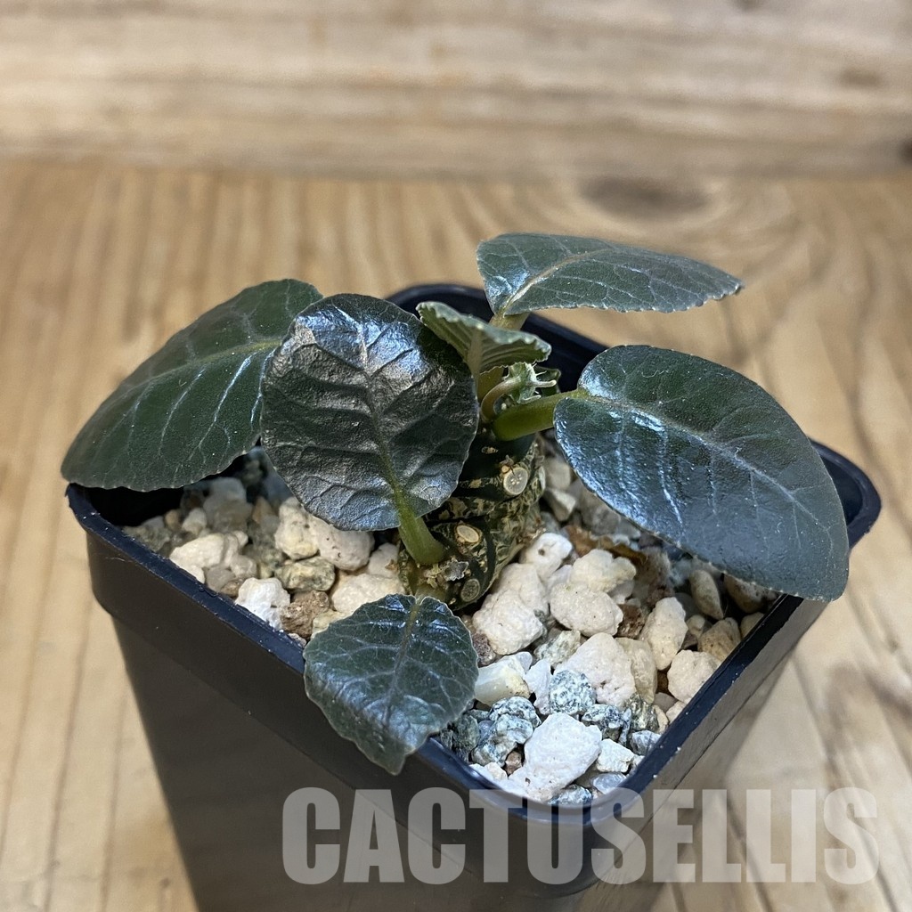 SH32656 Dorstenia foetida - Image 2