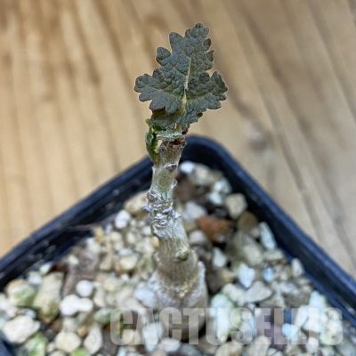 SH32658 Boswellia bullata