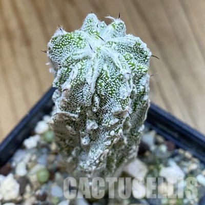 SH32597 Astrophytum myriostigma ‘Fukuryu’