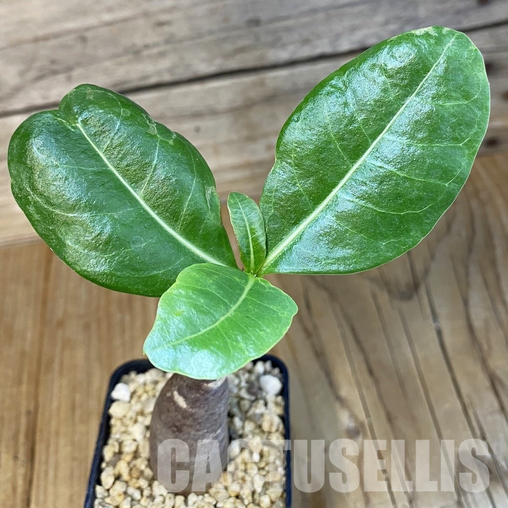 SH32661 Adenium arabicum ‘Black Body’