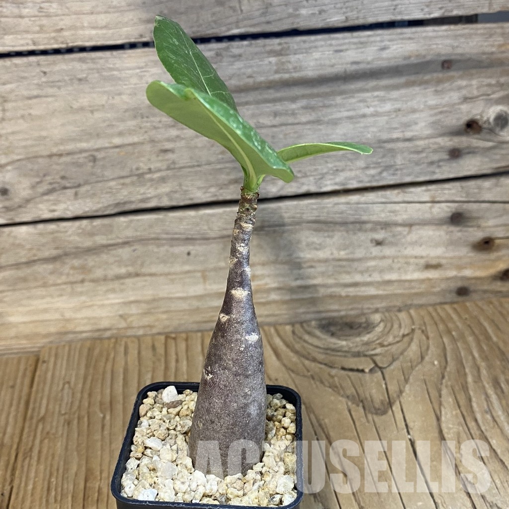 SH32661 Adenium arabicum ‘Black Body’ - Image 2