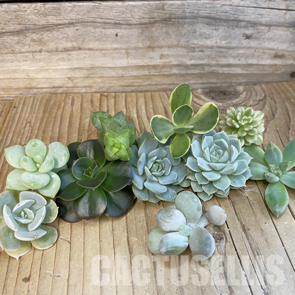SH32664 Succulents mix, cuted