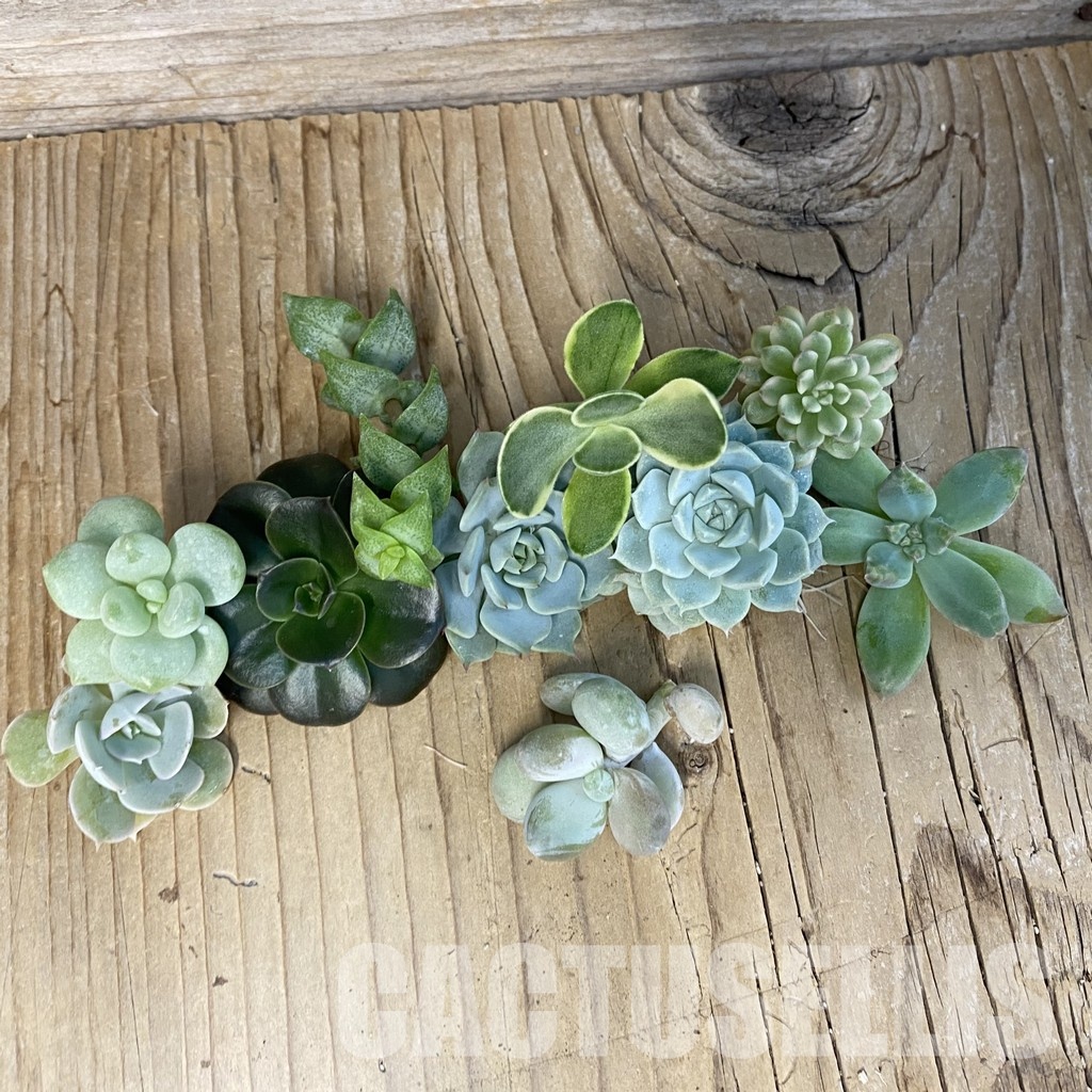 SH32664 Succulents mix, cuted - Image 2