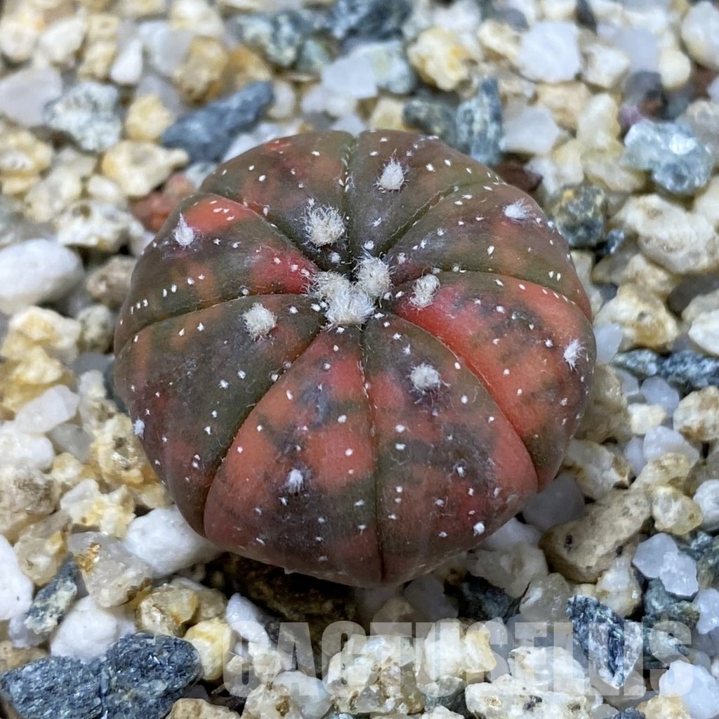 SH32600 Astrophytum asterias ‘Red Purple Skin’ f. variegata