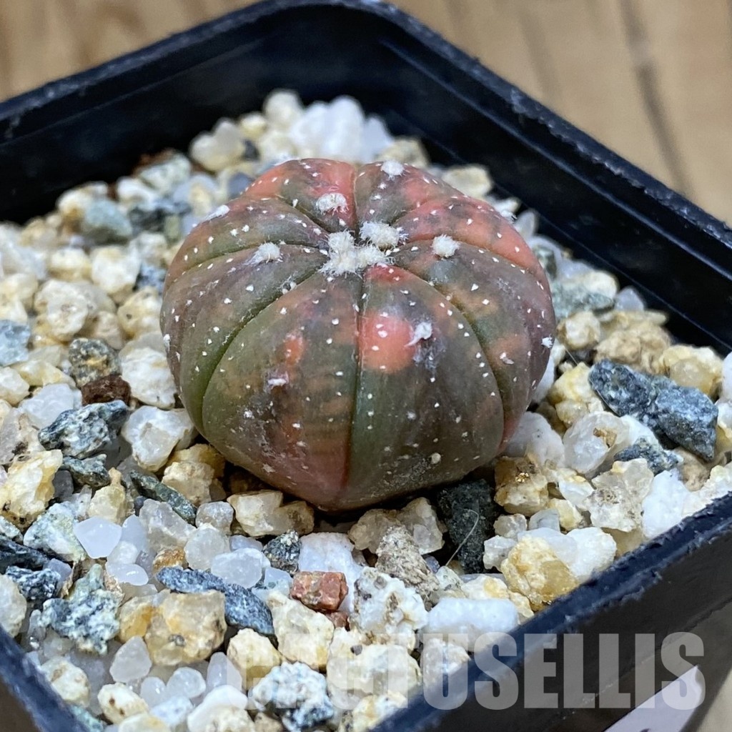 SH32600 Astrophytum asterias ‘Red Purple Skin’ f. variegata - Image 2