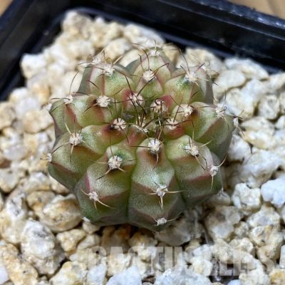 SH32602 Gymnocalycium mihanovichii ‘Neon’ hybrid