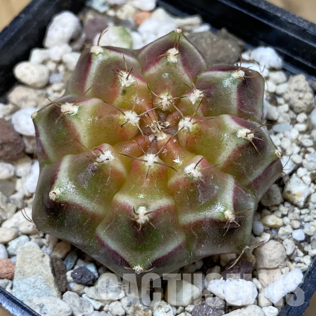 SH32603 Gymnocalycium mihanovichii ‘Neon’ hybrid