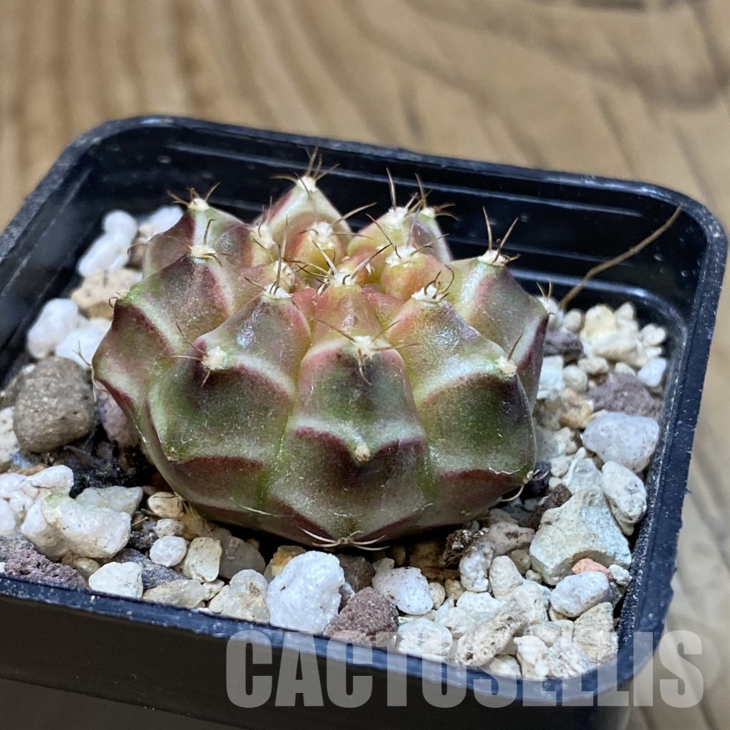 SH32603 Gymnocalycium mihanovichii ‘Neon’ hybrid - Image 2
