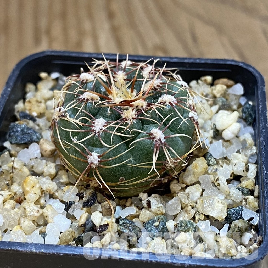 SH32605 Gymnocalycium aff. gaponii - Image 2