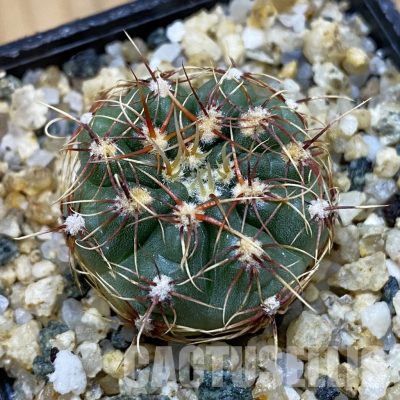 SH32606 Gymnocalycium aff. gaponii