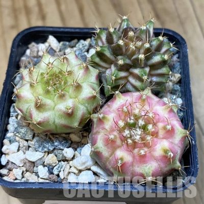 SH32607 Gymnocalycium mihanovichii ‘Neon’ hybrid, seedling mix