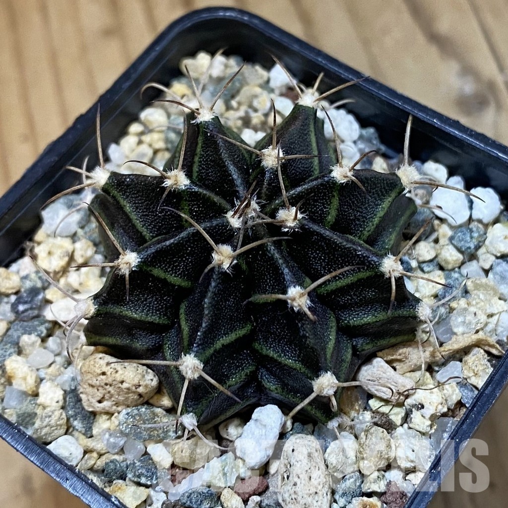 SH32609 Gymnocalycium mihanovichii ‘Black Widow’ hybrid, seedling