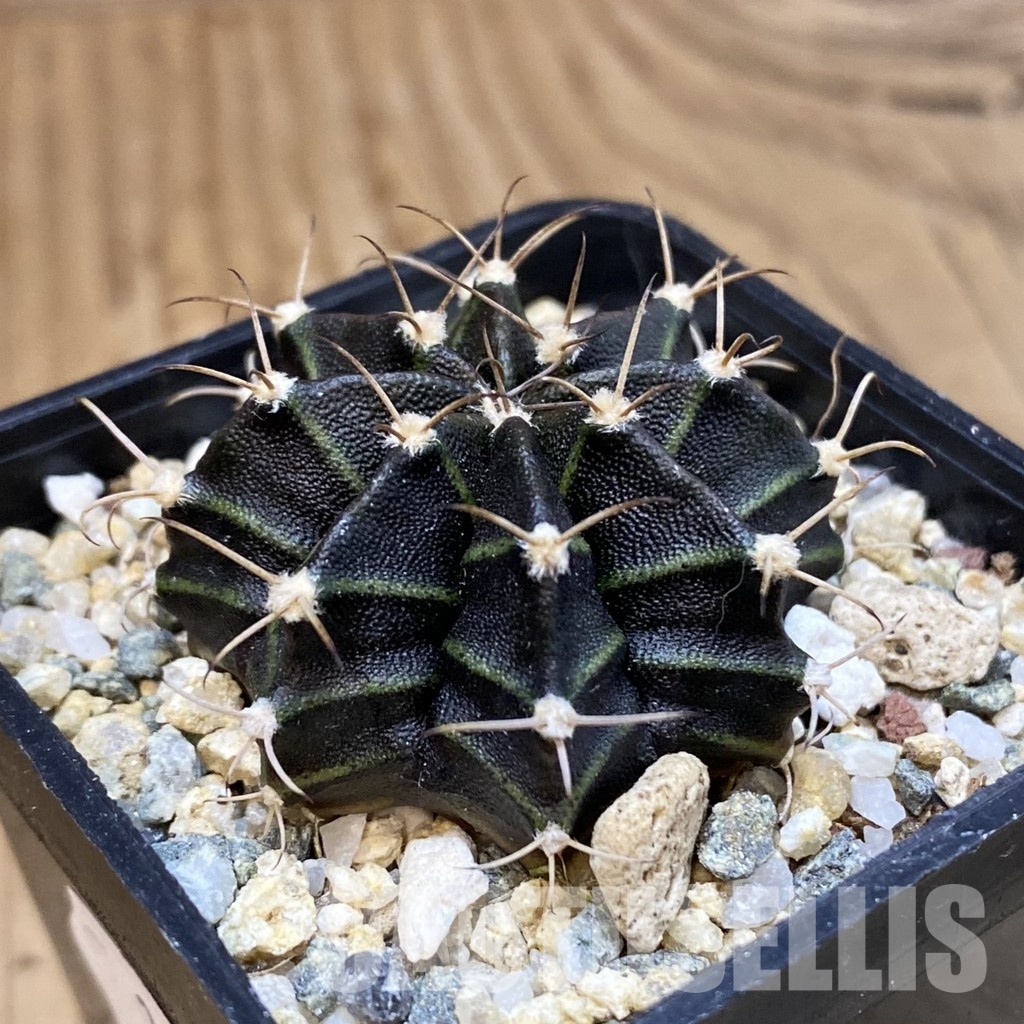SH32609 Gymnocalycium mihanovichii ‘Black Widow’ hybrid, seedling - Image 2