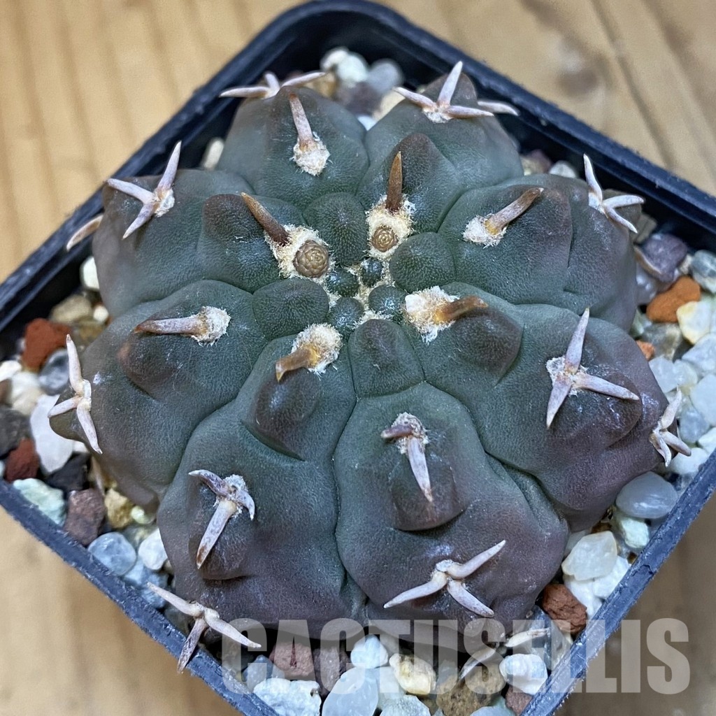 SH32612 Gymnocalycium vatteri v. unguispinum