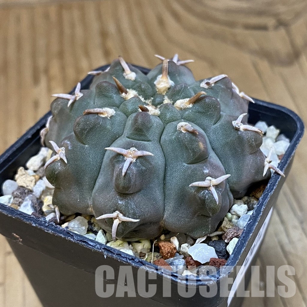 SH32612 Gymnocalycium vatteri v. unguispinum - Image 2