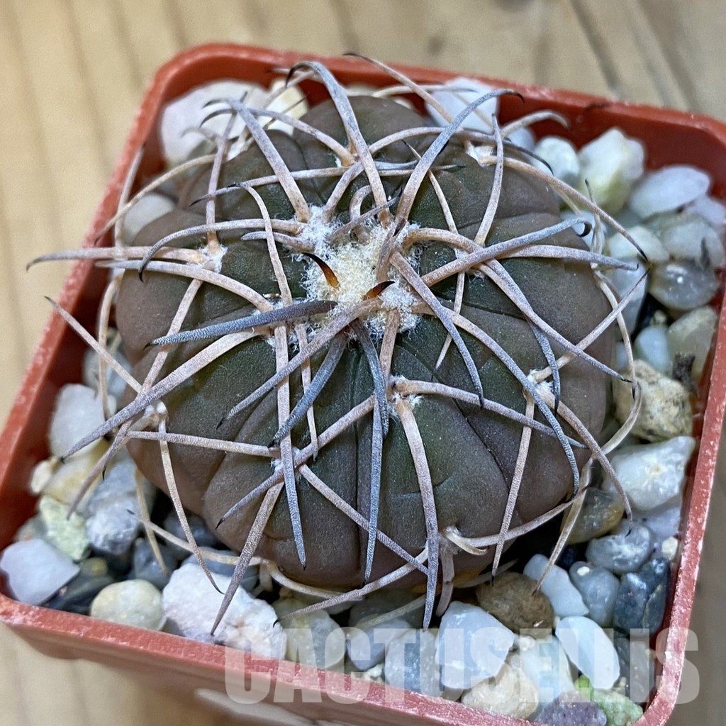 SH32614 Gymnocalycium spegazzinii v. punillense VS 80