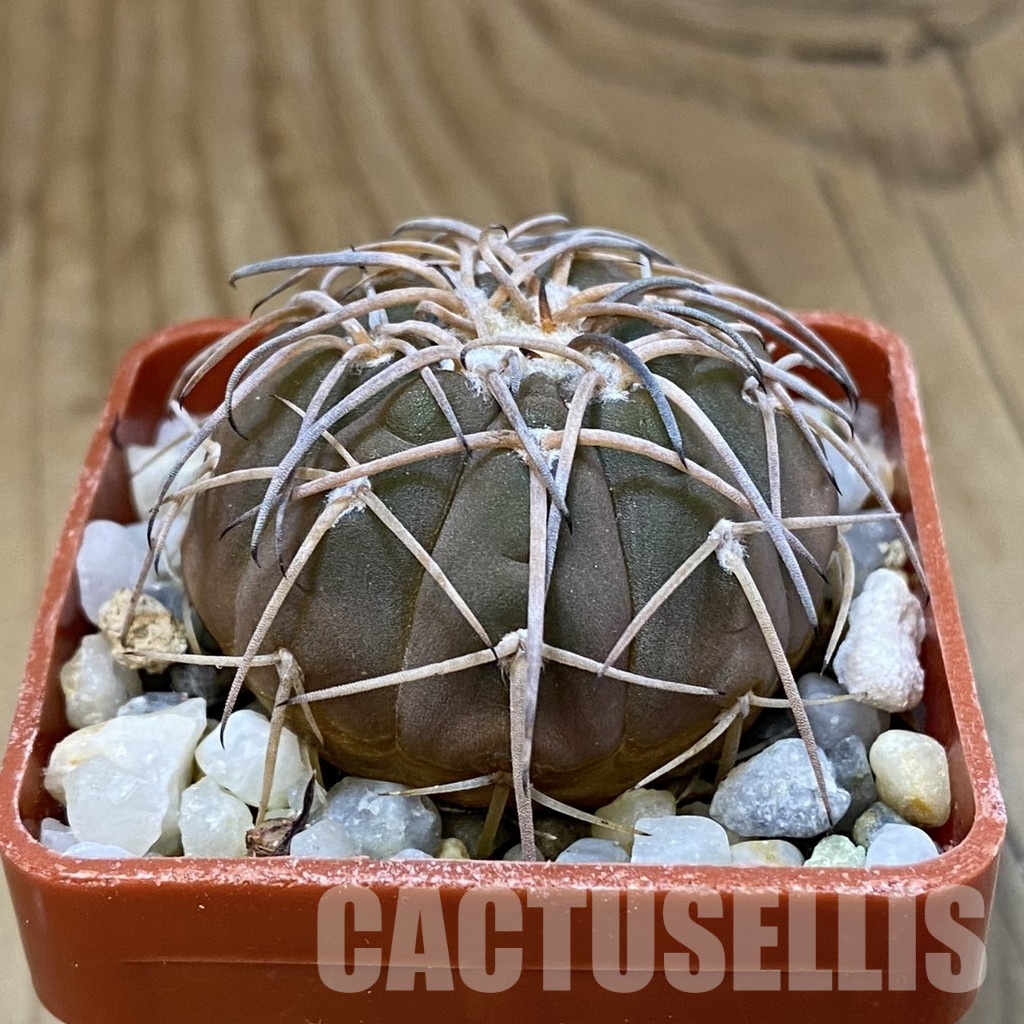 SH32614 Gymnocalycium spegazzinii v. punillense VS 80 - Image 2