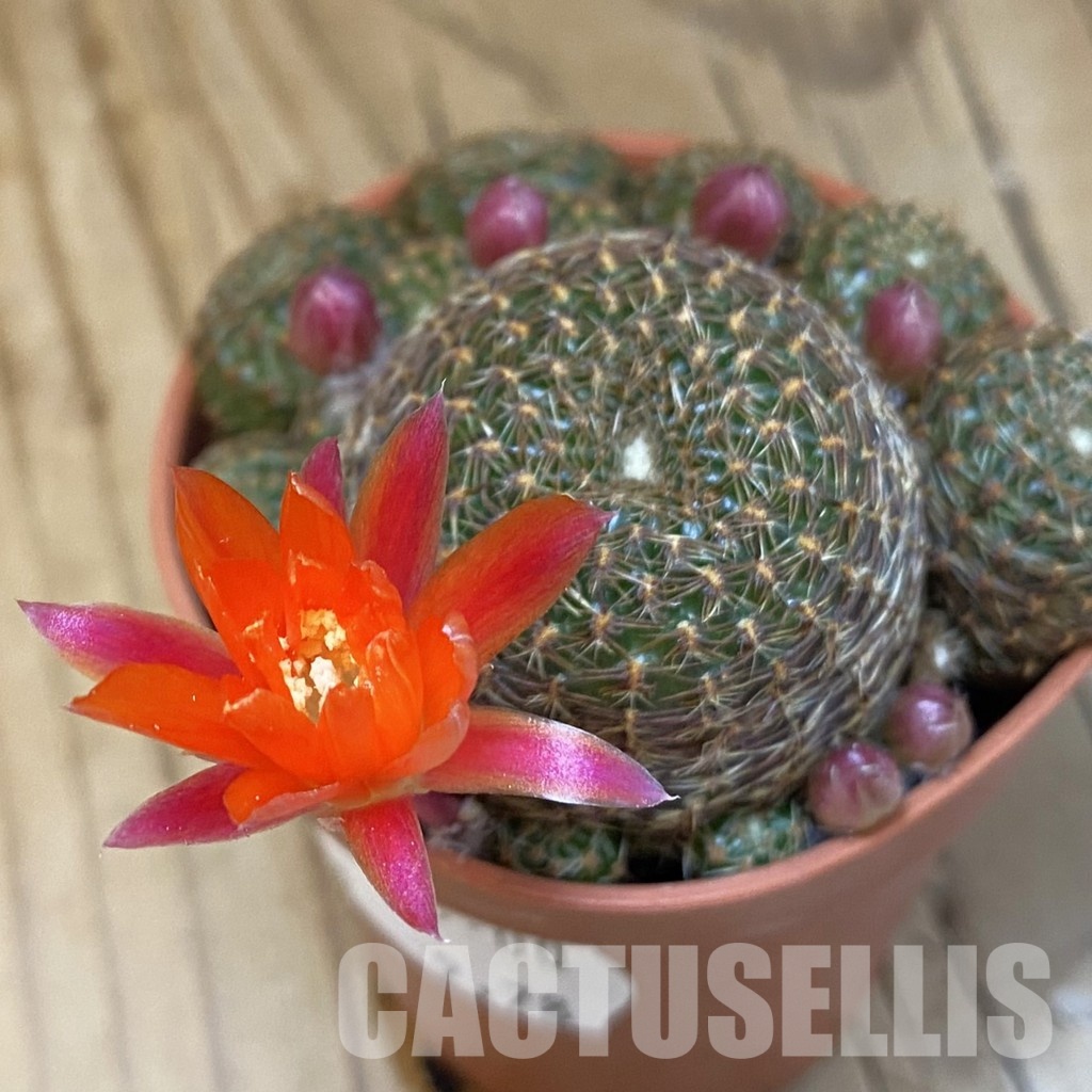 SH32619 Rebutia heliosa v. condorensis