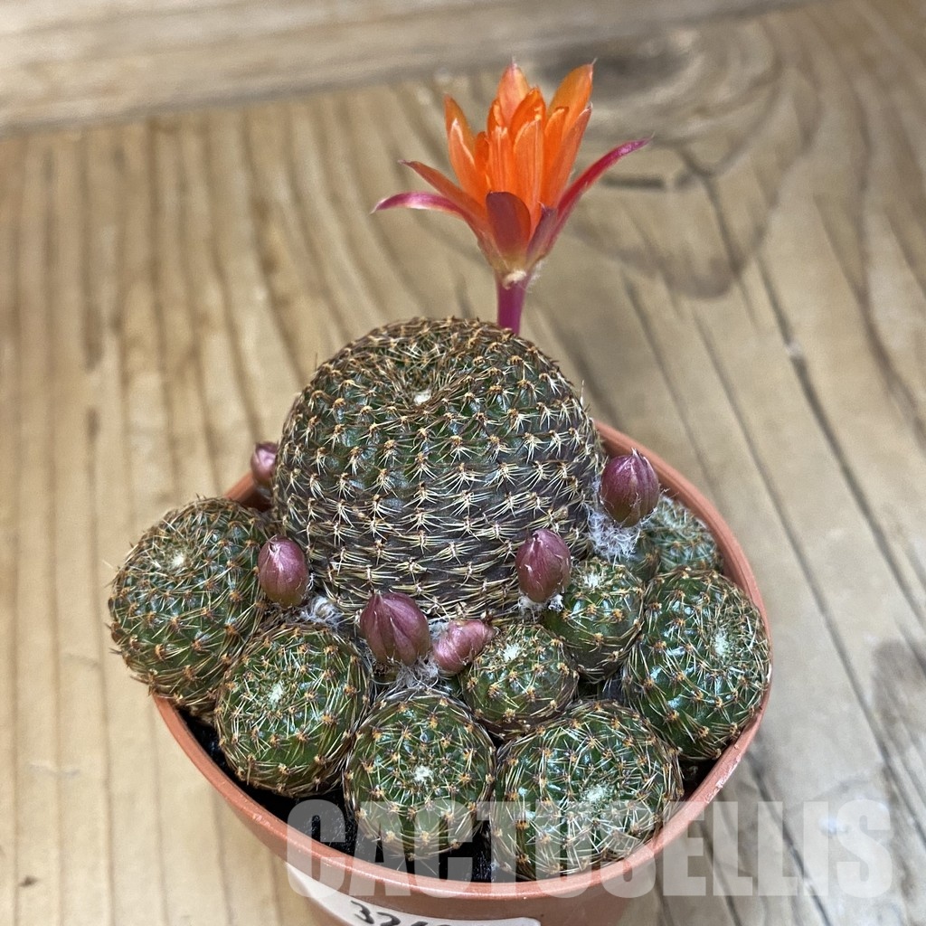 SH32619 Rebutia heliosa v. condorensis - Image 2