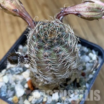 SH32620 Rebutia pygmaea v. pallida