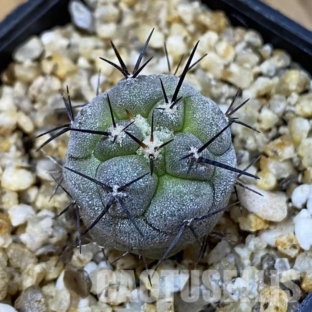 SH32622 Copiapoa cinerea -Perales-