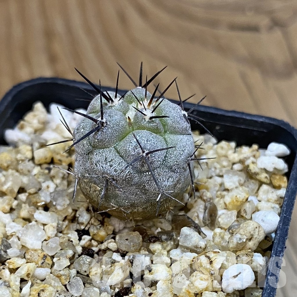 SH32622 Copiapoa cinerea -Perales- - Image 2
