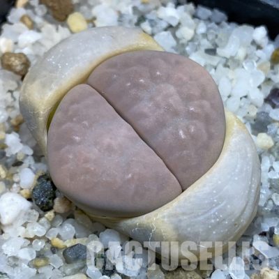 SH32669 Lithops karasmontana v. opalina