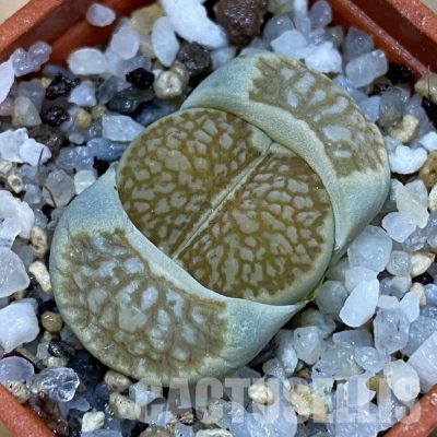 SH32714 Lithops julii 'Kikushogiyoku'