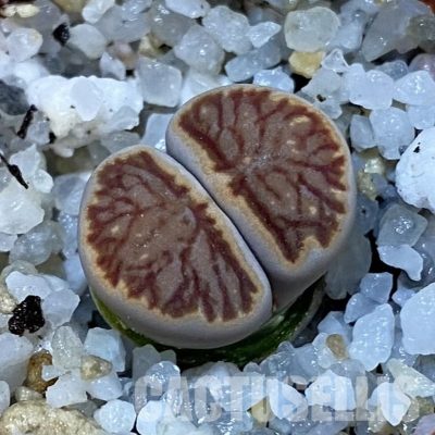 SH32715 Lithops julii 'Kikushogiyoku'