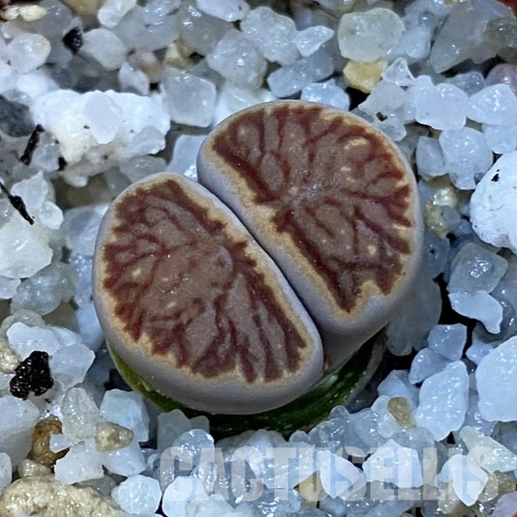 SH32715 Lithops julii 'Kikushogiyoku'