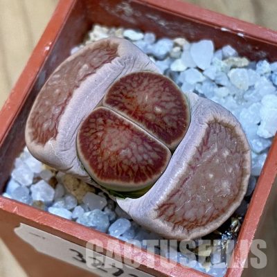 SH32716 Lithops julii 'Kikushogiyoku'