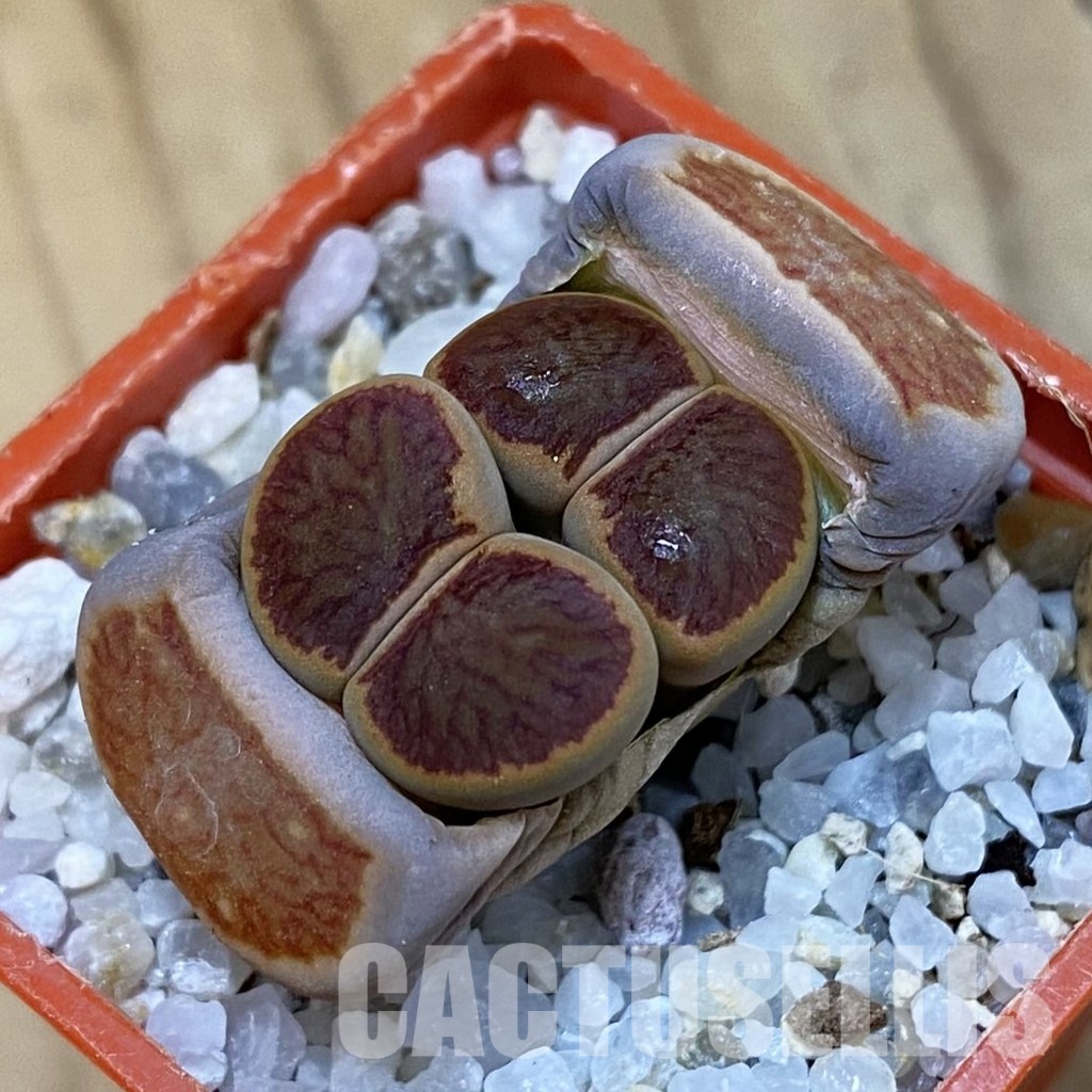 SH32717 Lithops julii 'Kikushogiyoku'