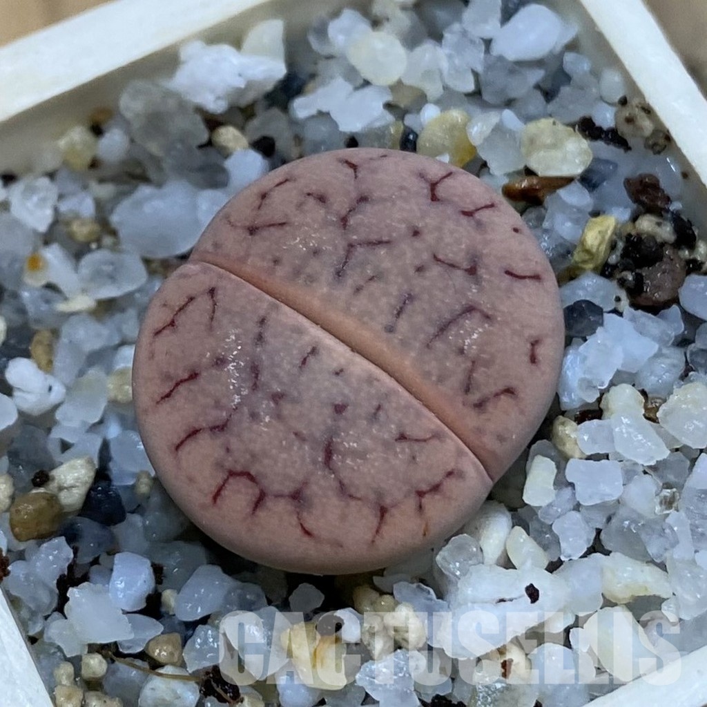 SH32718 Lithops gracilidelineata