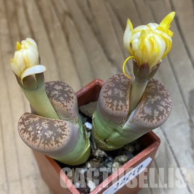 SH32719 Lithops gesineae