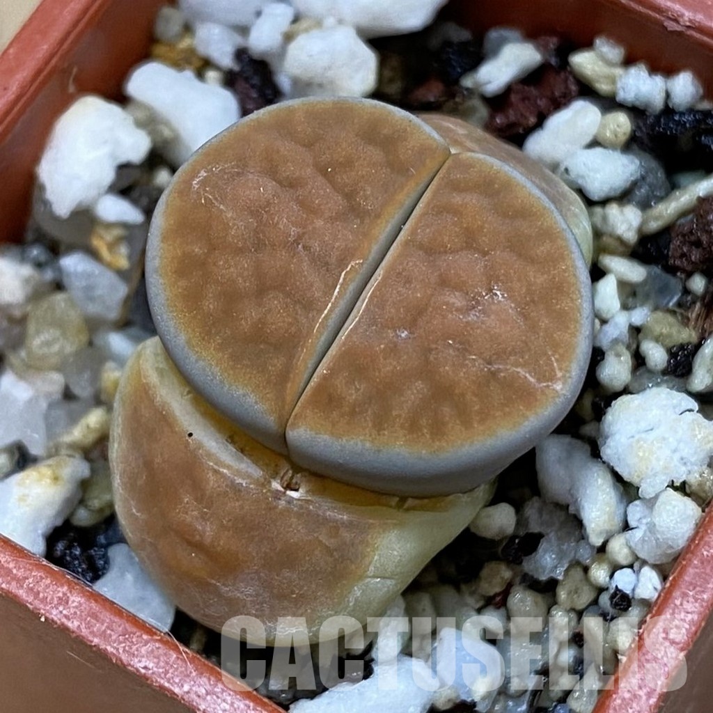 SH32723 Lithops karasmontana v. lericheana